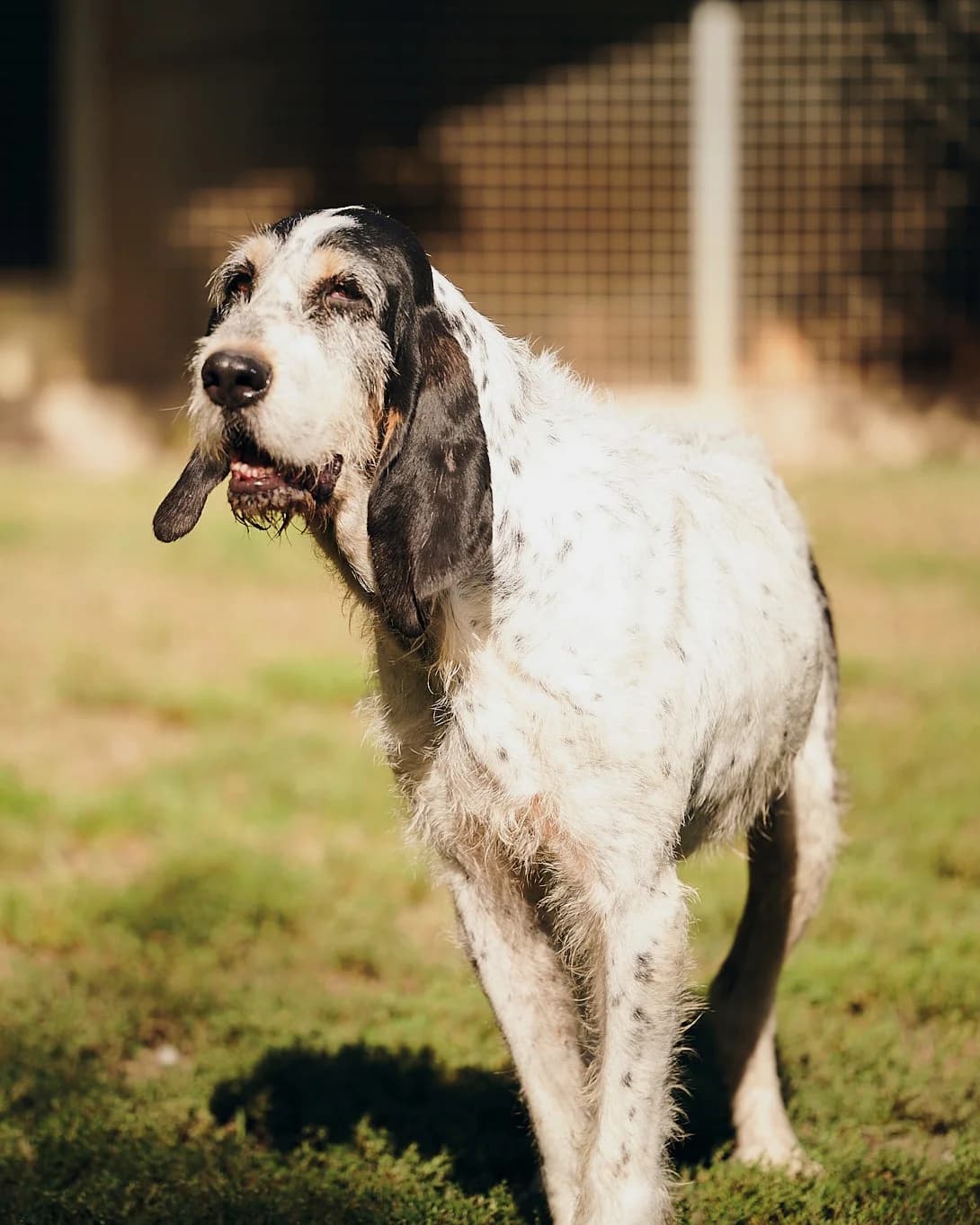 Maya, Noir moucheté à masque tricolore female Mixed Breed for adoption at Association Secours Protection Animale (Manosque), Manosque — photo 7 of 11