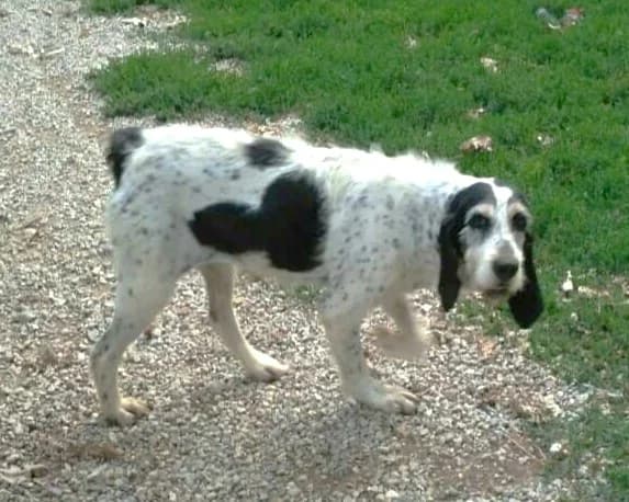 Maya, Noir moucheté à masque tricolore female Mixed Breed for adoption at Association Secours Protection Animale (Manosque), Manosque — photo 8 of 11