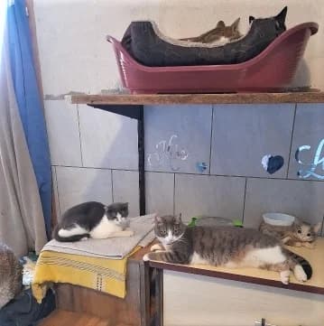 Minnie, Tigré et blanc female European Shorthair for adoption at Association Secours Protection Animale (Manosque), Manosque