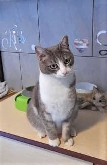 Minnie, Tigré et blanc female European Shorthair for adoption at Association Secours Protection Animale (Manosque), Manosque — photo 2 of 29