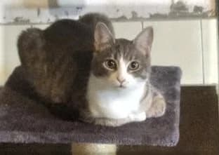 Minnie, Tigré et blanc female European Shorthair for adoption at Association Secours Protection Animale (Manosque), Manosque — photo 3 of 29