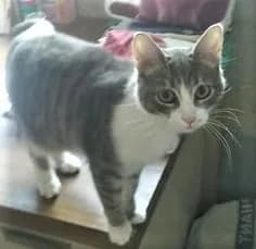 Minnie, Tigré et blanc female European Shorthair for adoption at Association Secours Protection Animale (Manosque), Manosque — photo 4 of 29