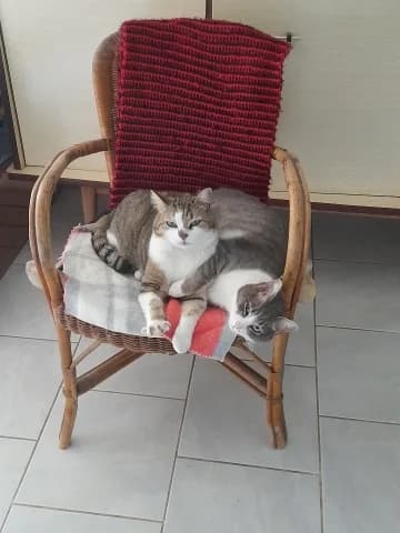 Minnie, Tigré et blanc female European Shorthair for adoption at Association Secours Protection Animale (Manosque), Manosque — photo 5 of 29