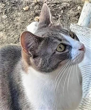 Minnie, Tigré et blanc female European Shorthair for adoption at Association Secours Protection Animale (Manosque), Manosque — photo 6 of 29