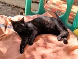 Kalyan, Noir female European Shorthair for adoption at Association Secours Protection Animale (Manosque), Manosque