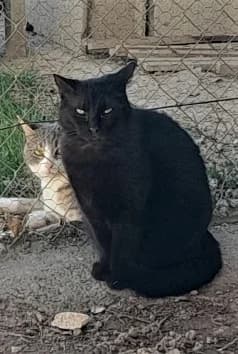 Kalyan, Noir female European Shorthair for adoption at Association Secours Protection Animale (Manosque), Manosque — photo 2 of 26
