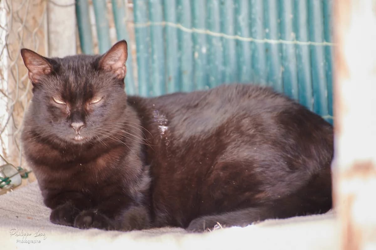 Kalyan, Noir female European Shorthair for adoption at Association Secours Protection Animale (Manosque), Manosque — photo 3 of 26