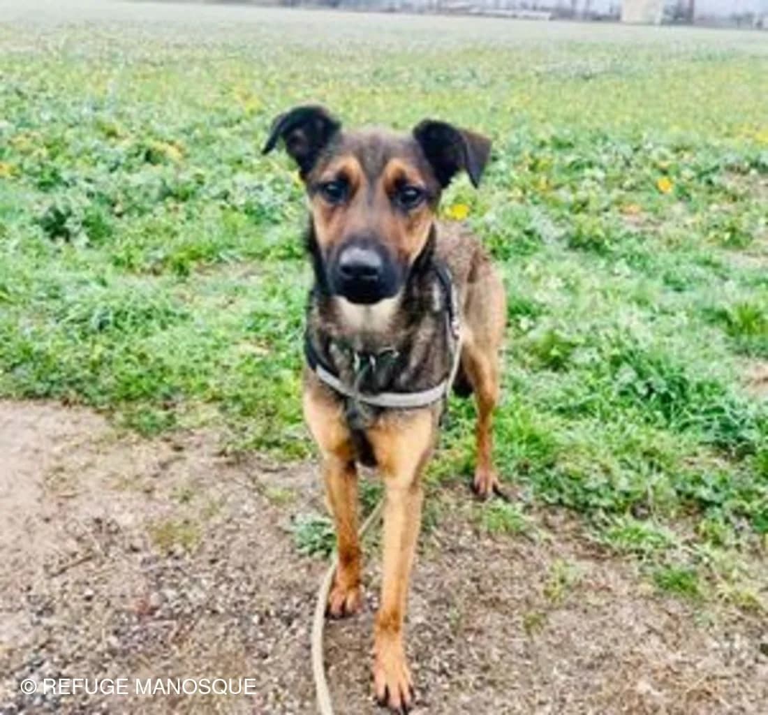 Kalyan, Noir female European Shorthair for adoption at Association Secours Protection Animale (Manosque), Manosque — photo 8 of 26
