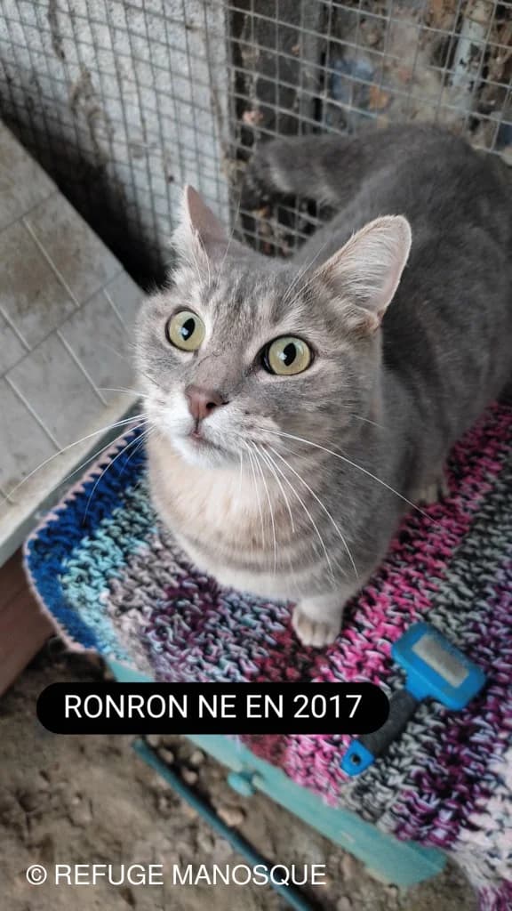 Ronron, Tigré gris male European Shorthair for adoption at Association Secours Protection Animale (Manosque), Manosque