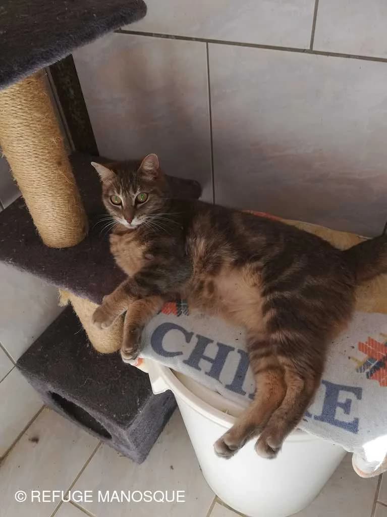 Ronron, Tigré gris male European Shorthair for adoption at Association Secours Protection Animale (Manosque), Manosque — photo 3 of 28