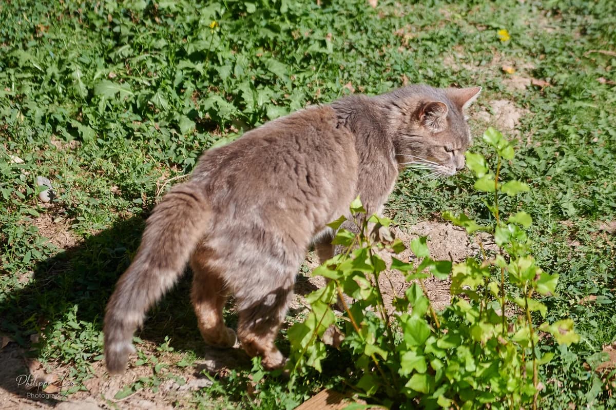 Ronron, Tigré gris male European Shorthair for adoption at Association Secours Protection Animale (Manosque), Manosque — photo 4 of 28