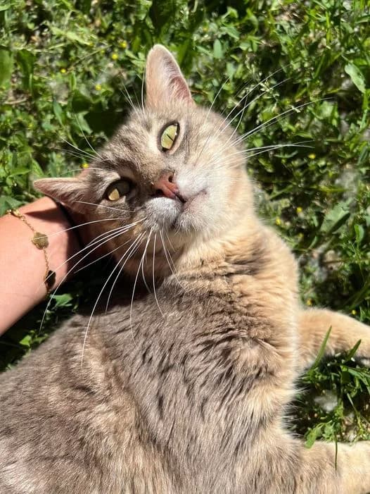 Ronron, Tigré gris male European Shorthair for adoption at Association Secours Protection Animale (Manosque), Manosque — photo 5 of 28