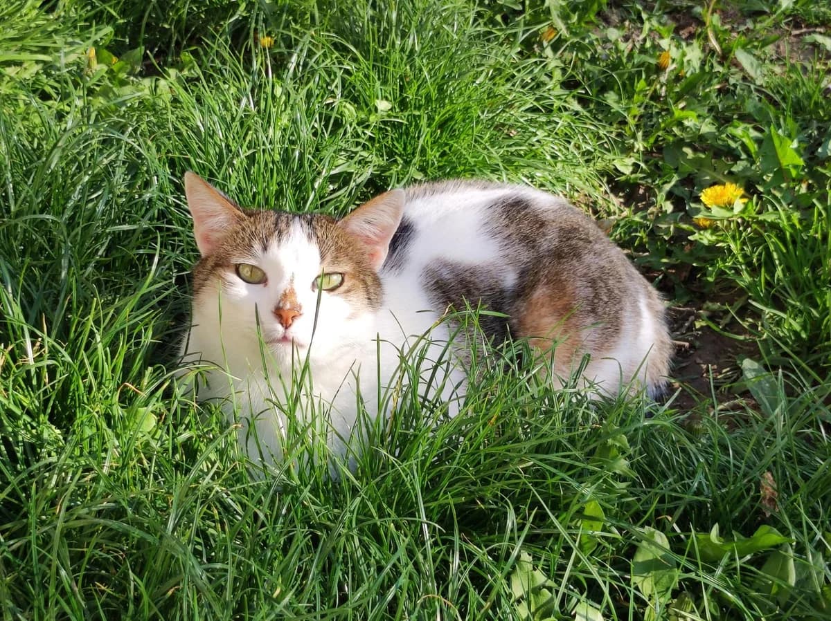 Sonic, Blanc et gris male European Shorthair for adoption at Association Secours Protection Animale (Manosque), Manosque