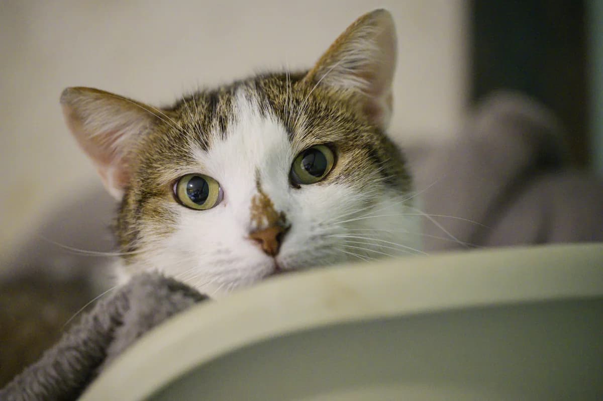 Sonic, Blanc et gris male European Shorthair for adoption at Association Secours Protection Animale (Manosque), Manosque — photo 2 of 41