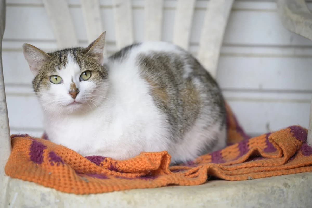 Sonic, Blanc et gris male European Shorthair for adoption at Association Secours Protection Animale (Manosque), Manosque — photo 3 of 41