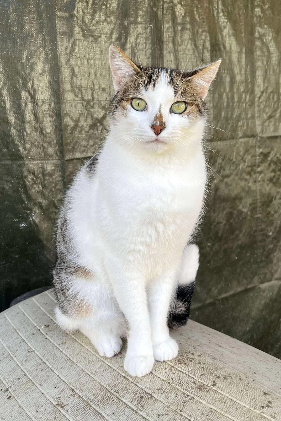 Sonic, Blanc et gris male European Shorthair for adoption at Association Secours Protection Animale (Manosque), Manosque — photo 4 of 41