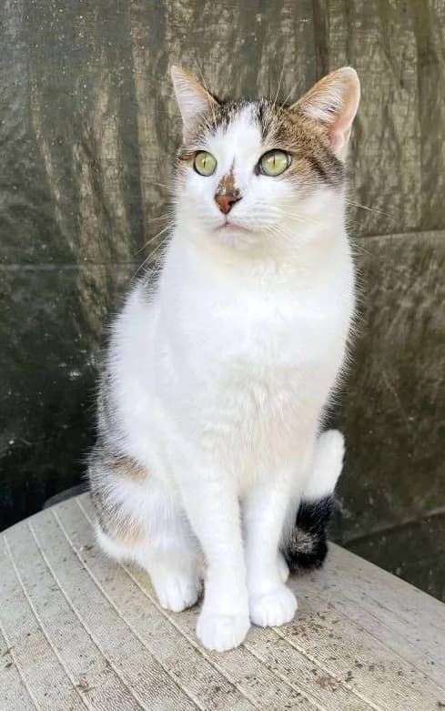 Sonic, Blanc et gris male European Shorthair for adoption at Association Secours Protection Animale (Manosque), Manosque — photo 5 of 41