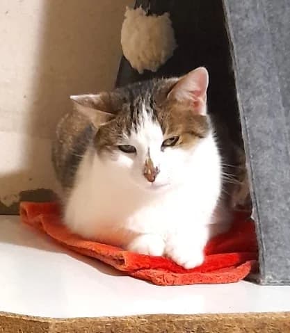 Sonic, Blanc et gris male European Shorthair for adoption at Association Secours Protection Animale (Manosque), Manosque — photo 6 of 41