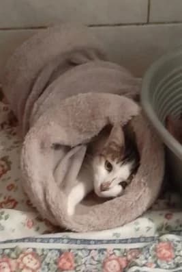 Sonic, Blanc et gris male European Shorthair for adoption at Association Secours Protection Animale (Manosque), Manosque — photo 7 of 41