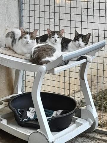 Sonic, Blanc et gris male European Shorthair for adoption at Association Secours Protection Animale (Manosque), Manosque — photo 8 of 41