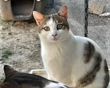 Spirou, Blanc et gris male 4yo European Shorthair for adoption at Association Secours Protection Animale (Manosque), Manosque