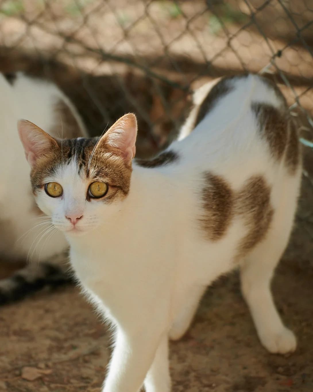 Spirou, Blanc et gris male European Shorthair for adoption at Association Secours Protection Animale (Manosque), Manosque — photo 3 of 31