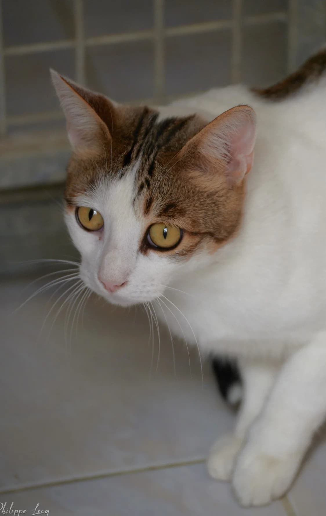 Spirou, Blanc et gris male European Shorthair for adoption at Association Secours Protection Animale (Manosque), Manosque — photo 5 of 31