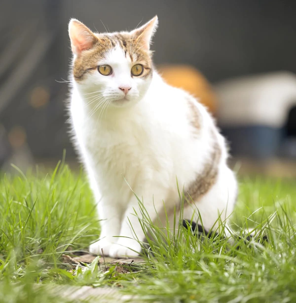 Spirou, Blanc et gris male European Shorthair for adoption at Association Secours Protection Animale (Manosque), Manosque — photo 6 of 31