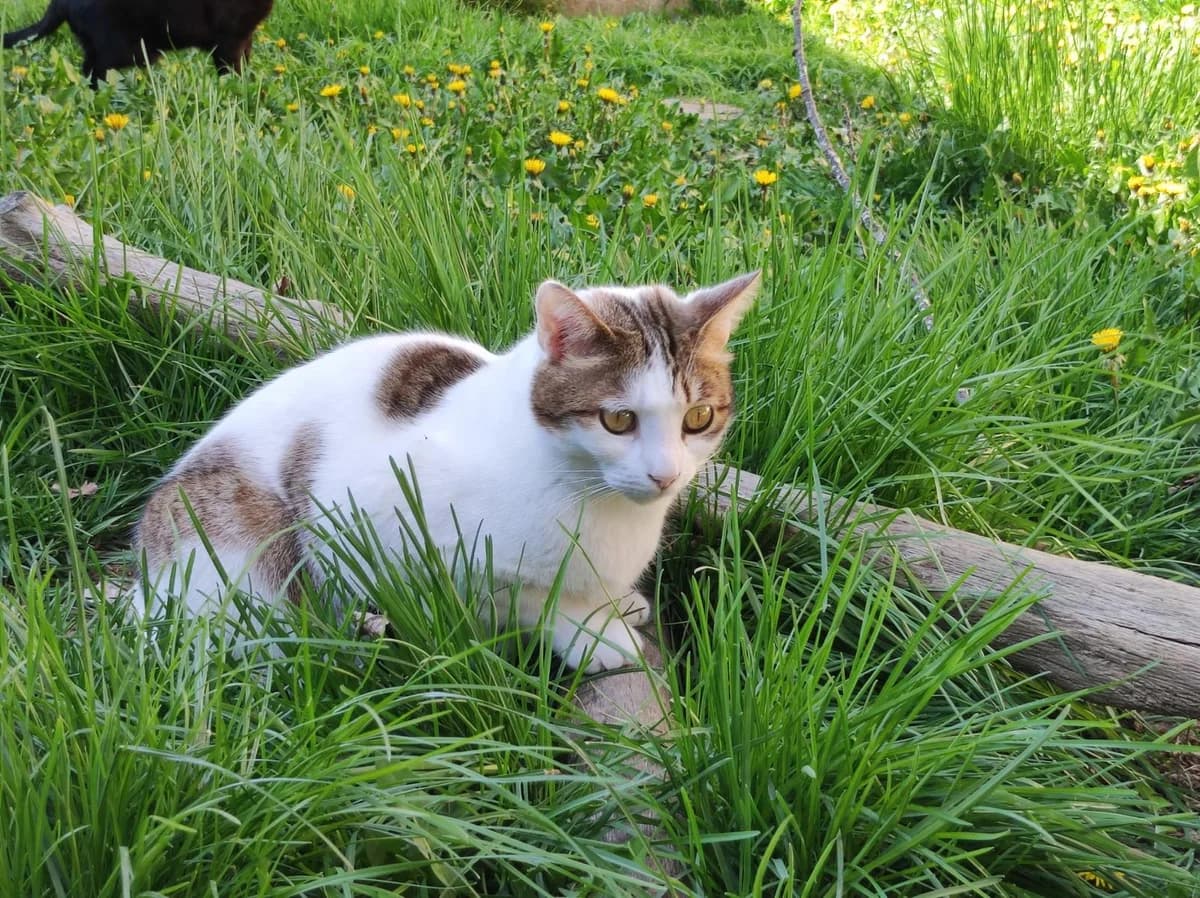 Spirou, Blanc et gris male European Shorthair for adoption at Association Secours Protection Animale (Manosque), Manosque — photo 7 of 31