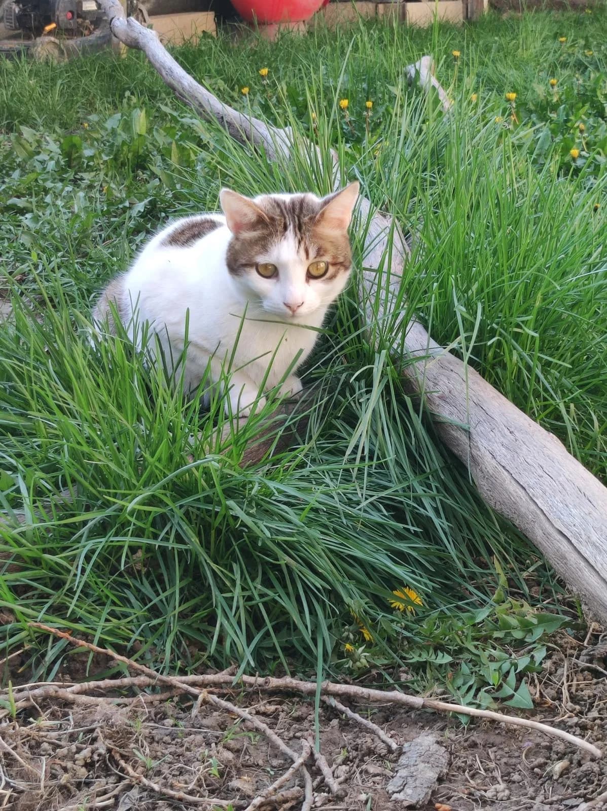 Spirou, Blanc et gris male European Shorthair for adoption at Association Secours Protection Animale (Manosque), Manosque — photo 8 of 31