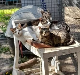 Tischa, Tigré male European Shorthair for adoption at Association Secours Protection Animale (Manosque), Manosque