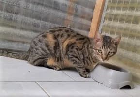 Tischa, Tigré male European Shorthair for adoption at Association Secours Protection Animale (Manosque), Manosque — photo 2 of 34