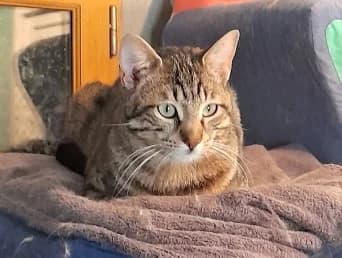 Tischa, Tigré male European Shorthair for adoption at Association Secours Protection Animale (Manosque), Manosque — photo 3 of 34