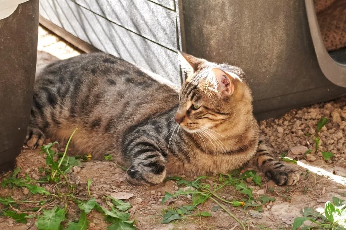 Tischa, Tigré male European Shorthair for adoption at Association Secours Protection Animale (Manosque), Manosque — photo 4 of 34