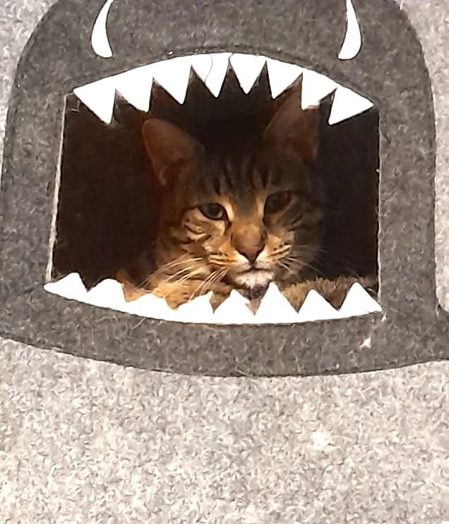 Tischa, Tigré male European Shorthair for adoption at Association Secours Protection Animale (Manosque), Manosque — photo 5 of 34