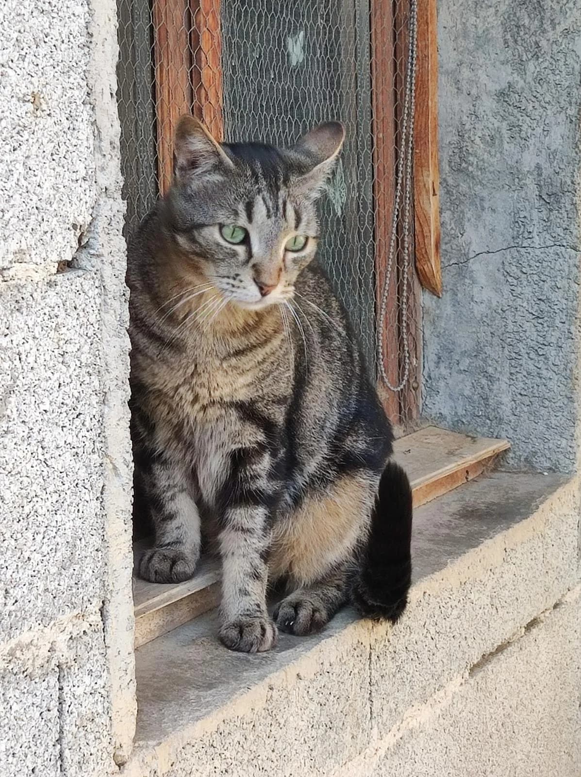 Tischa, Tigré male European Shorthair for adoption at Association Secours Protection Animale (Manosque), Manosque — photo 6 of 34