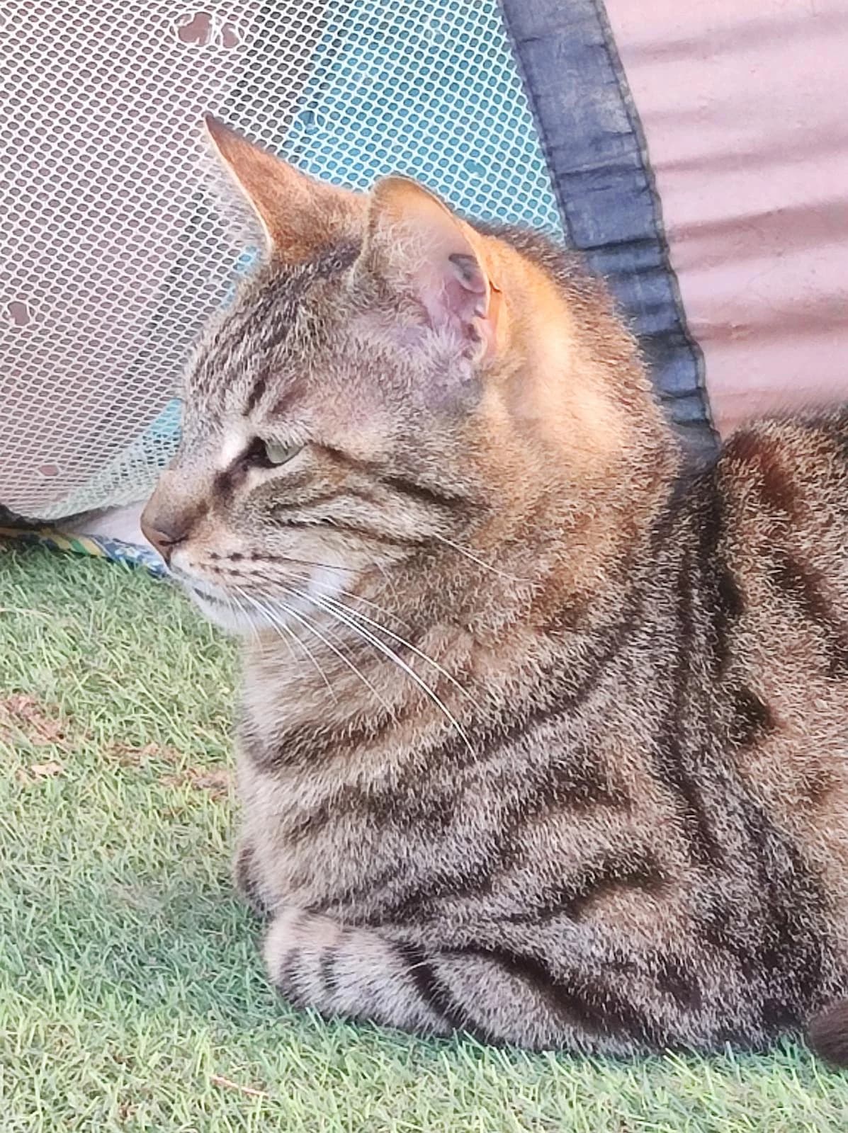 Tischa, Tigré male European Shorthair for adoption at Association Secours Protection Animale (Manosque), Manosque — photo 7 of 34