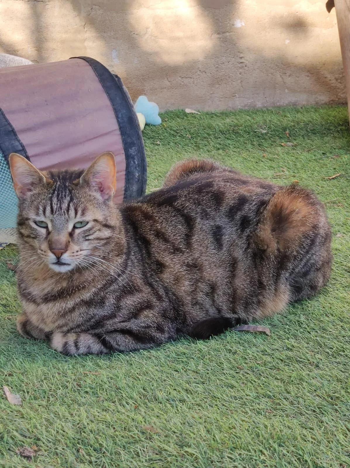 Tischa, Tigré male European Shorthair for adoption at Association Secours Protection Animale (Manosque), Manosque — photo 8 of 34