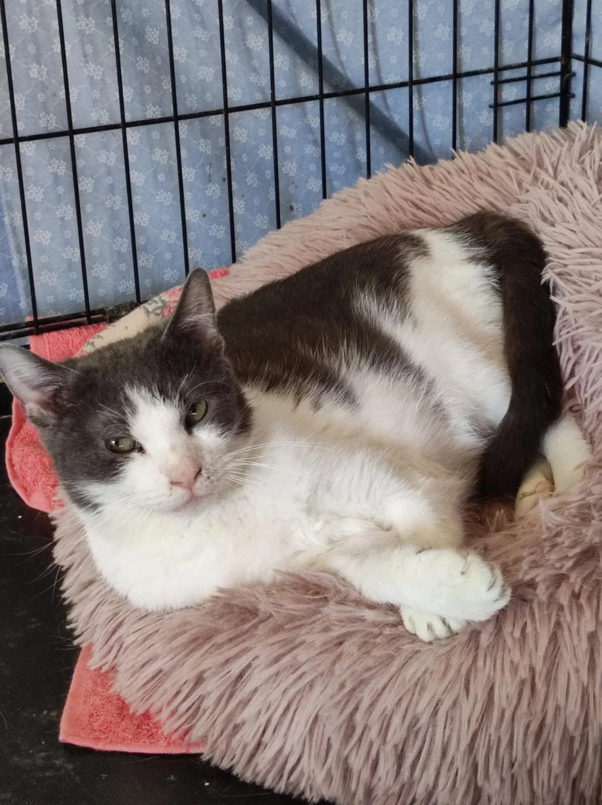 Truffe, Gris et blanc female 4yo European Shorthair for adoption at Association Secours Protection Animale (Manosque), Manosque