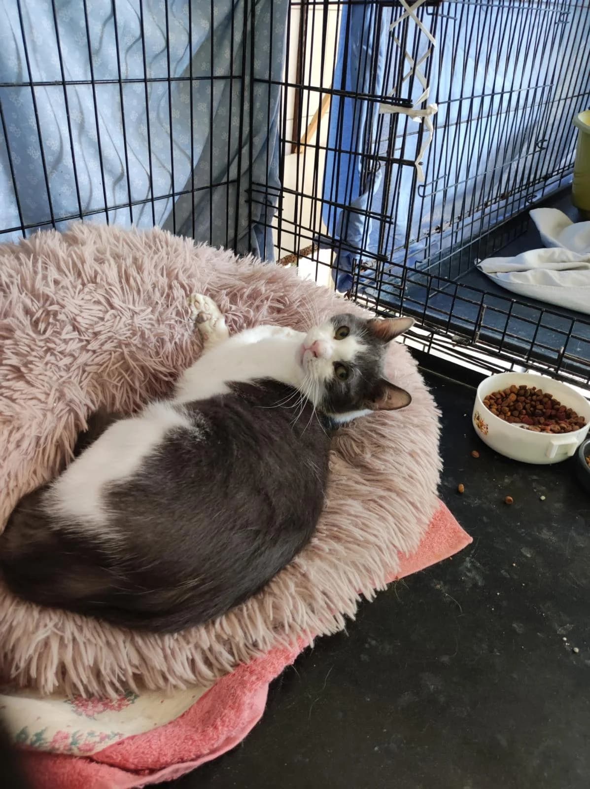 Truffe, Gris et blanc female European Shorthair for adoption at Association Secours Protection Animale (Manosque), Manosque — photo 2 of 33