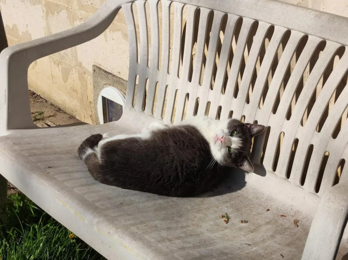 Truffe, Gris et blanc female European Shorthair for adoption at Association Secours Protection Animale (Manosque), Manosque — photo 3 of 33