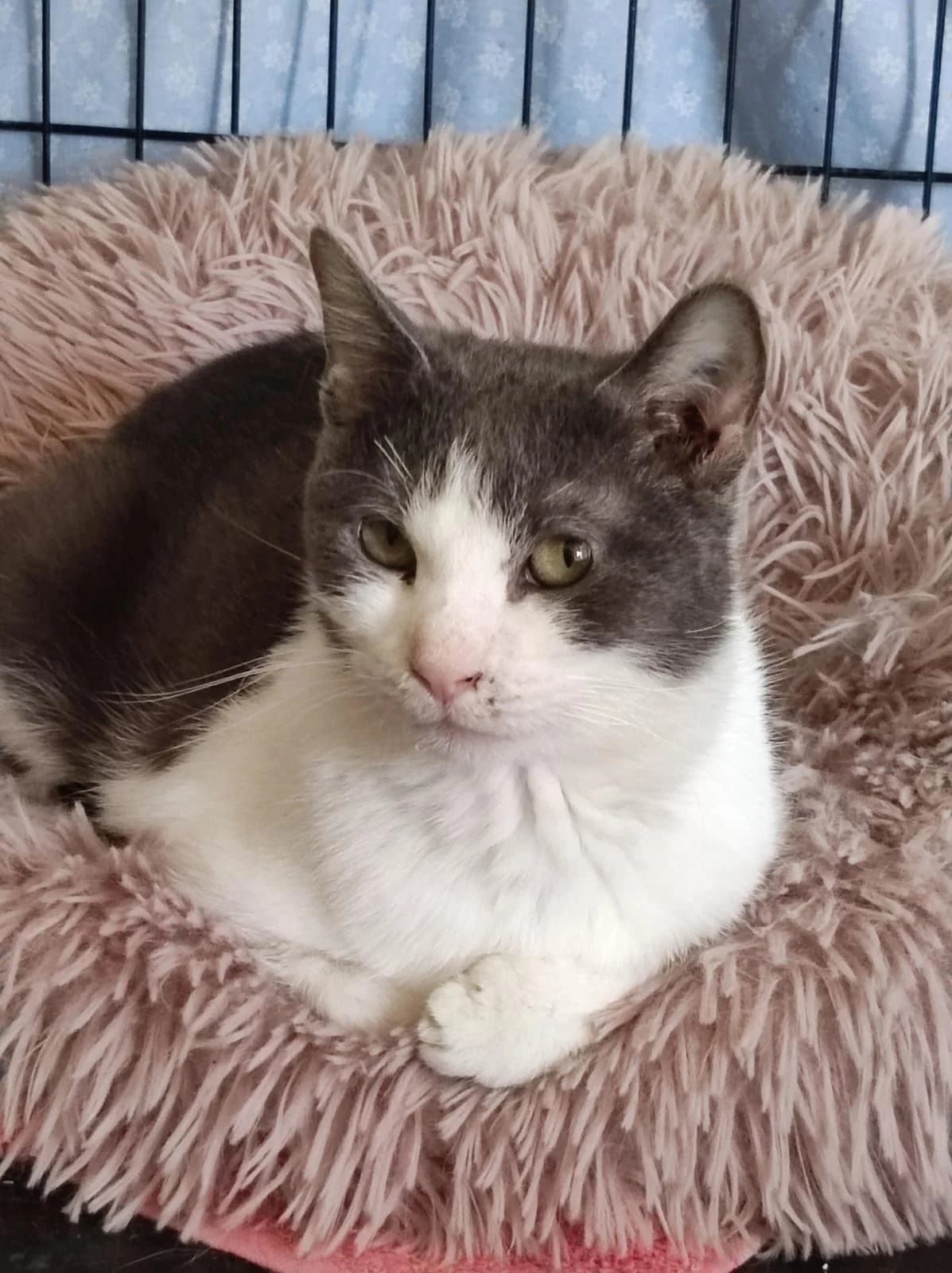 Truffe, Gris et blanc female European Shorthair for adoption at Association Secours Protection Animale (Manosque), Manosque — photo 4 of 33