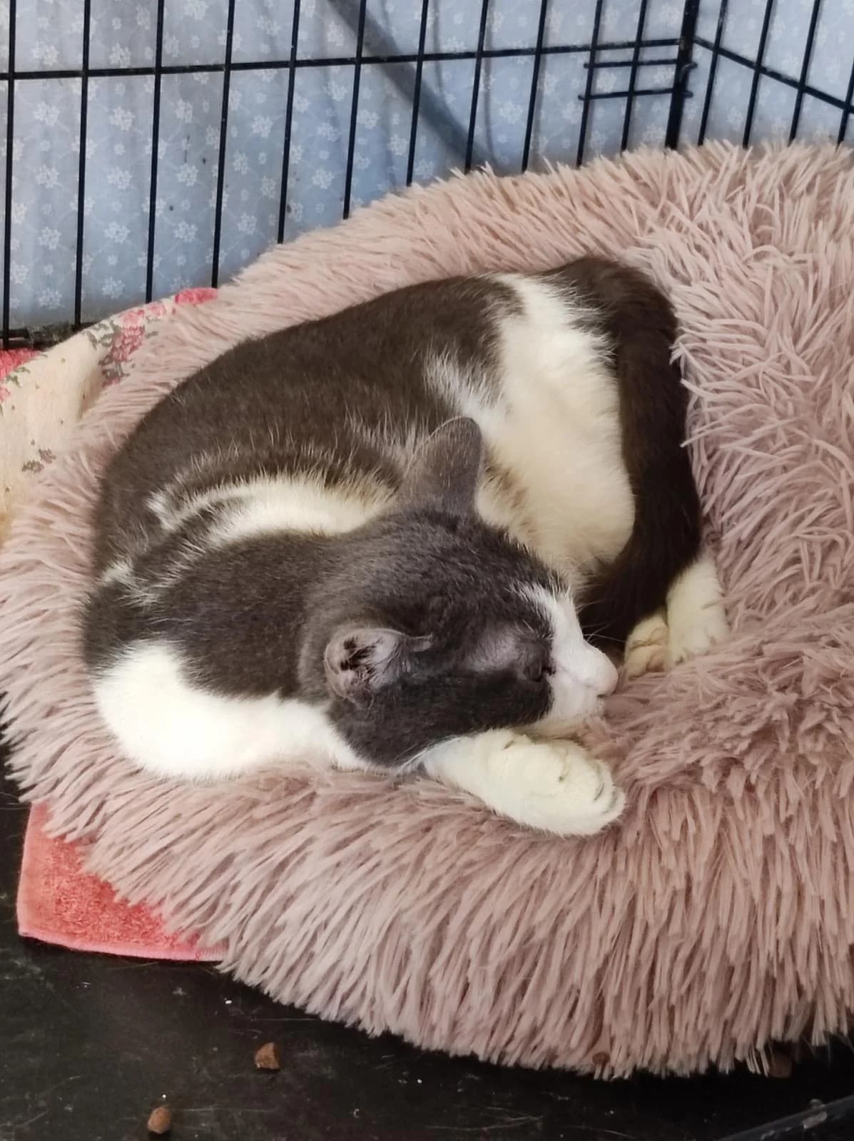 Truffe, Gris et blanc female European Shorthair for adoption at Association Secours Protection Animale (Manosque), Manosque — photo 5 of 33