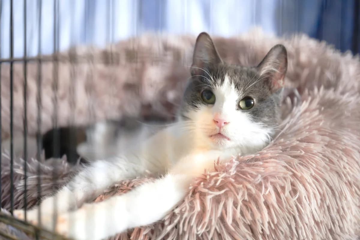 Truffe, Gris et blanc female European Shorthair for adoption at Association Secours Protection Animale (Manosque), Manosque — photo 6 of 33