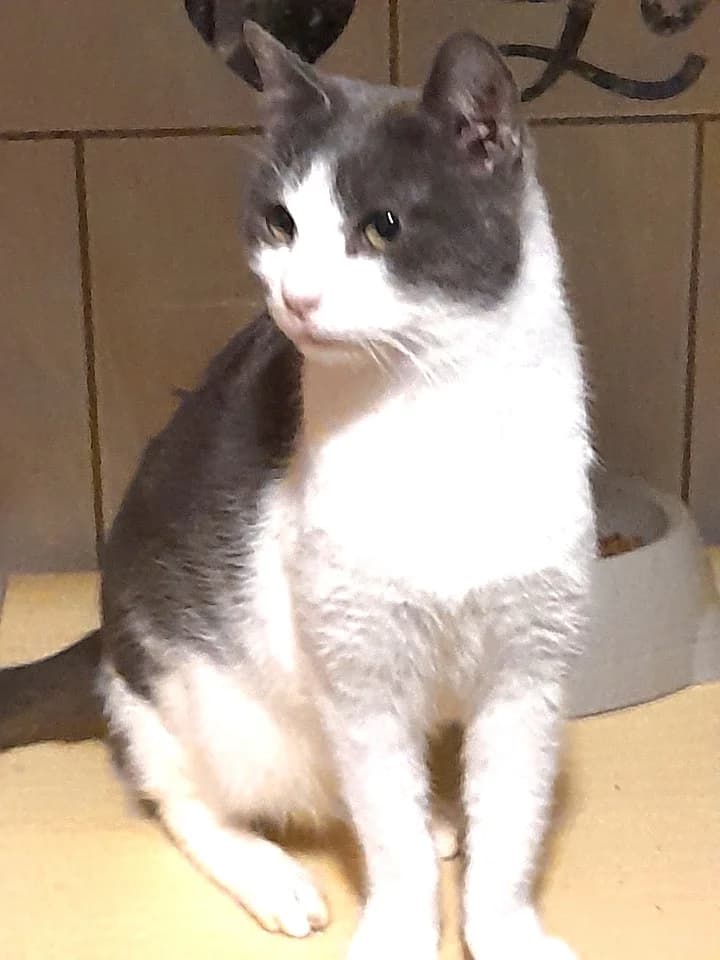 Truffe, Gris et blanc female 4yo European Shorthair for adoption at Association Secours Protection Animale (Manosque), Manosque