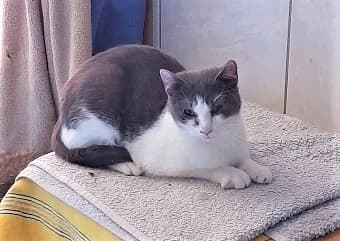 Truffe, Gris et blanc female European Shorthair for adoption at Association Secours Protection Animale (Manosque), Manosque — photo 8 of 33