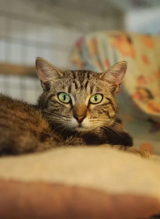 Pimousse, Tigré female European Shorthair for adoption at Association Secours Protection Animale (Manosque), Manosque