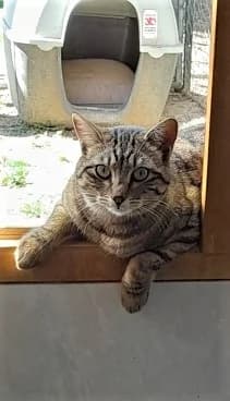 Pimousse, Tigré female European Shorthair for adoption at Association Secours Protection Animale (Manosque), Manosque — photo 2 of 30