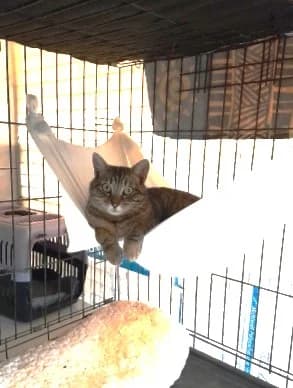 Pimousse, Tigré female European Shorthair for adoption at Association Secours Protection Animale (Manosque), Manosque — photo 5 of 30