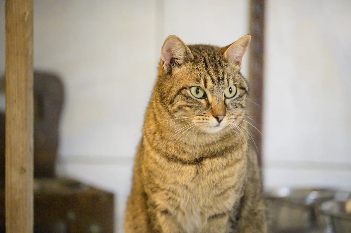 Pimousse, Tigré female European Shorthair for adoption at Association Secours Protection Animale (Manosque), Manosque — photo 6 of 30